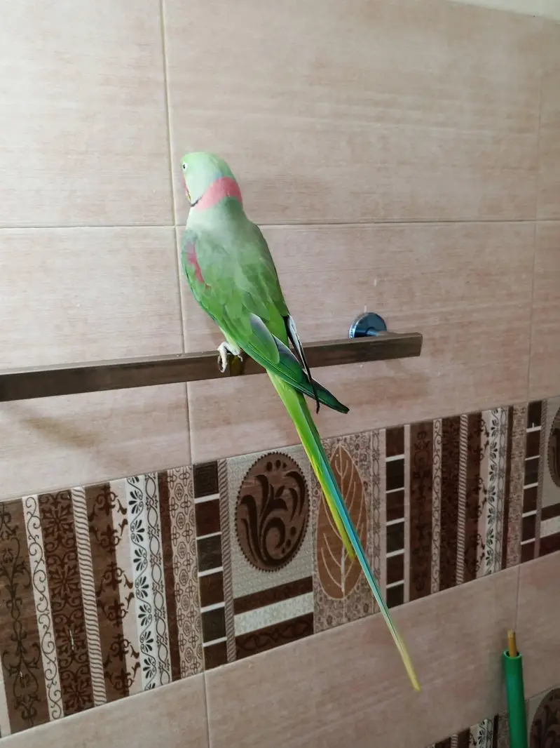 raw parrot male — photo 2