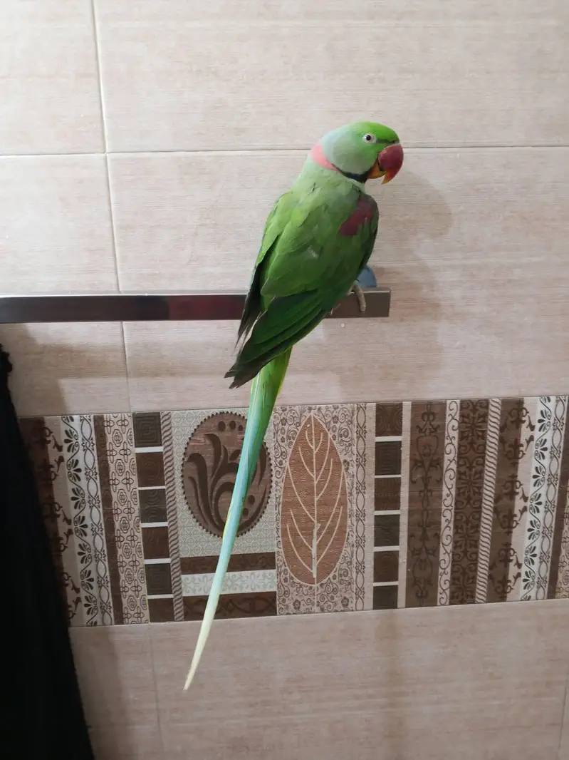raw parrot male — photo 3