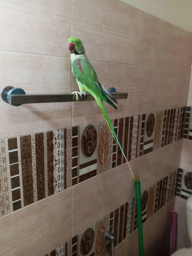 raw parrot male — photo 4