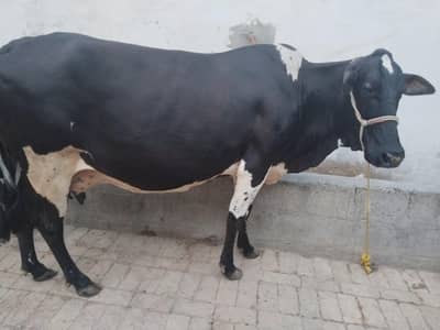 fresian cholistani cow for sale