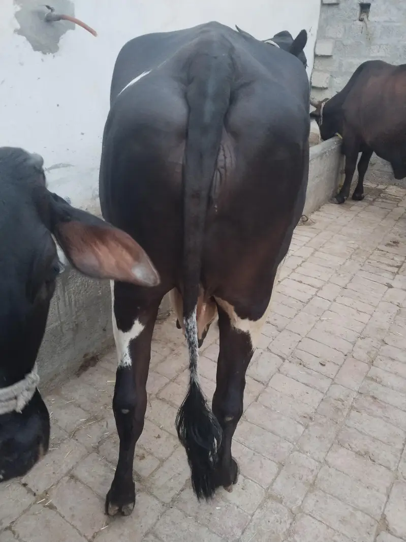fresian cholistani cow for sale — photo 2