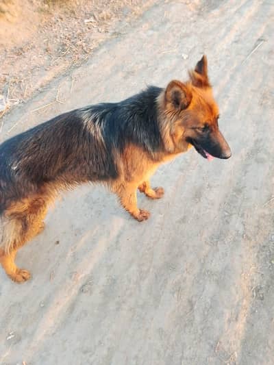 German shepherd female long coated