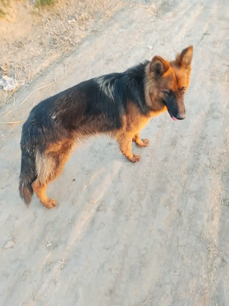 German shepherd female long coated — photo 2