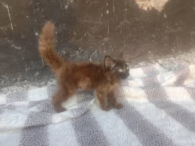 Persian double coat