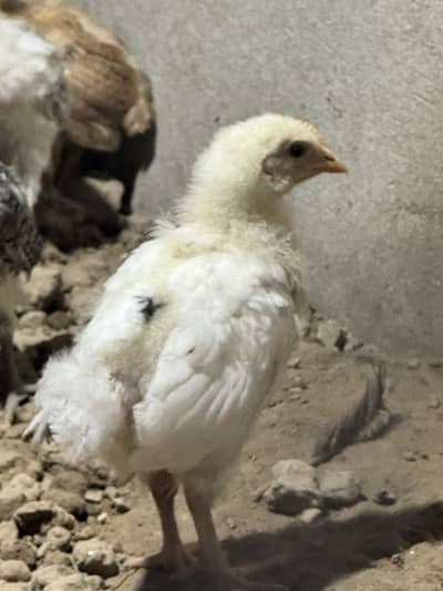 Desi golden misri