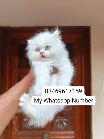 Persian kittens for sale
