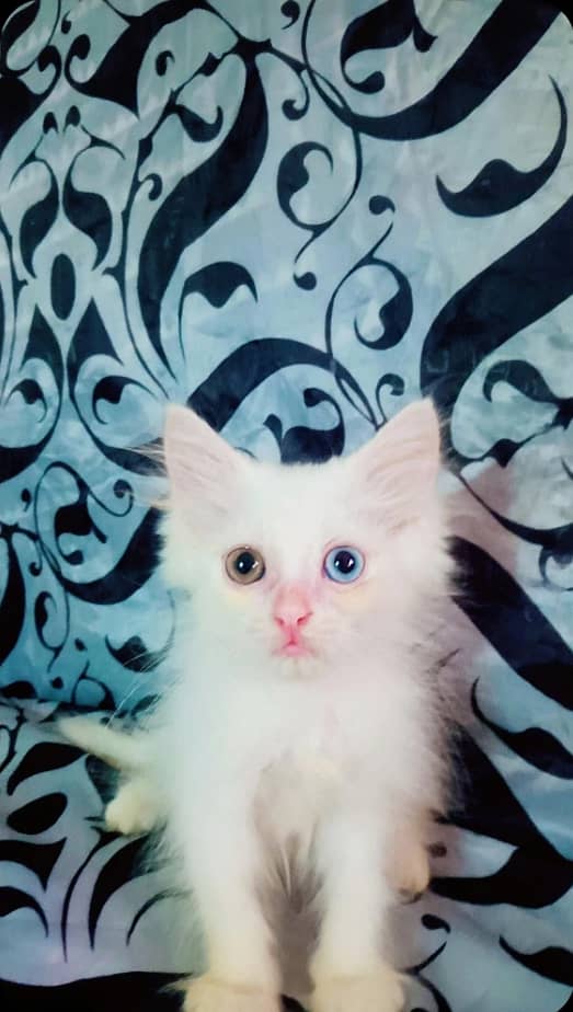 Persian kitten 0