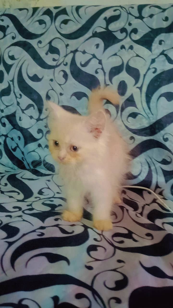 Persian kitten 1