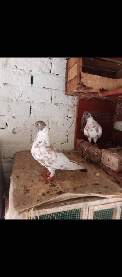 hambera peshori pair  guldar