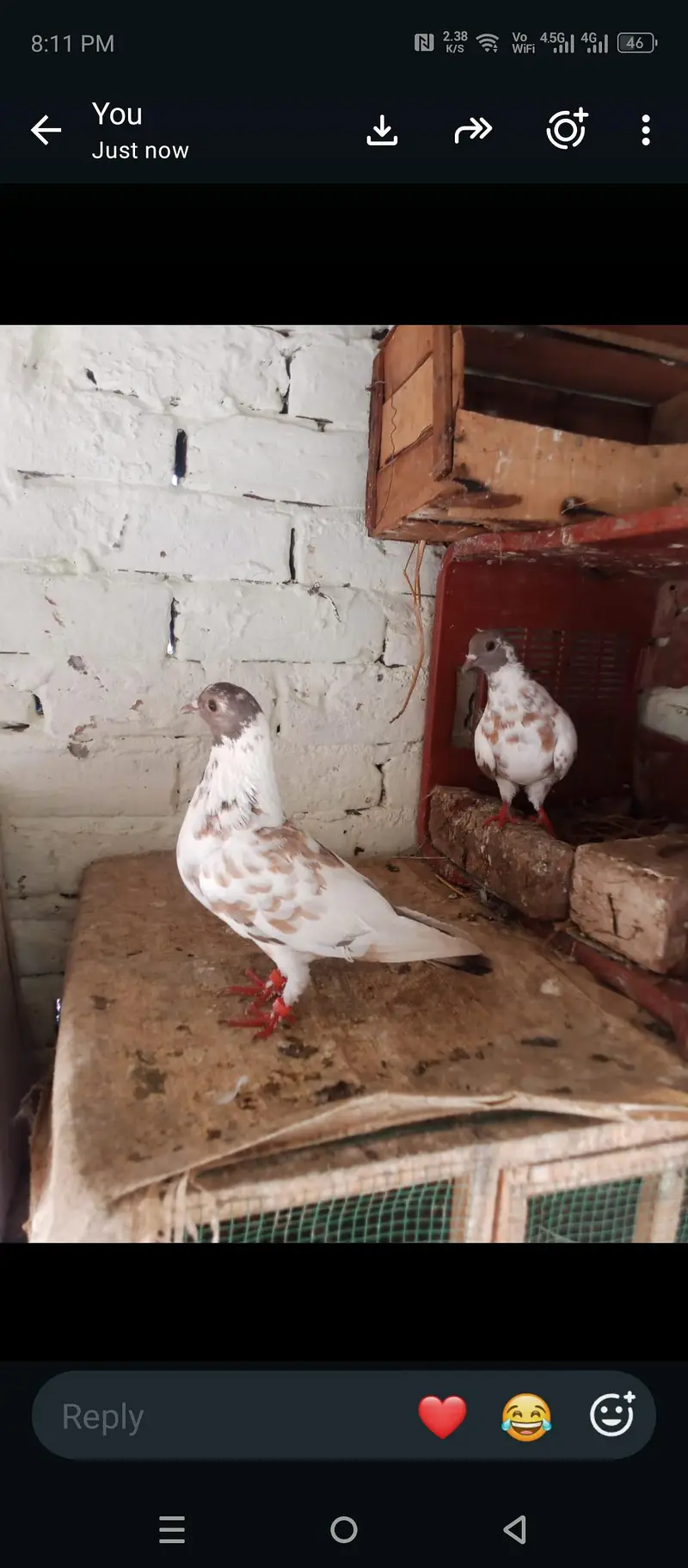 hambera peshori pair  guldar — photo 2