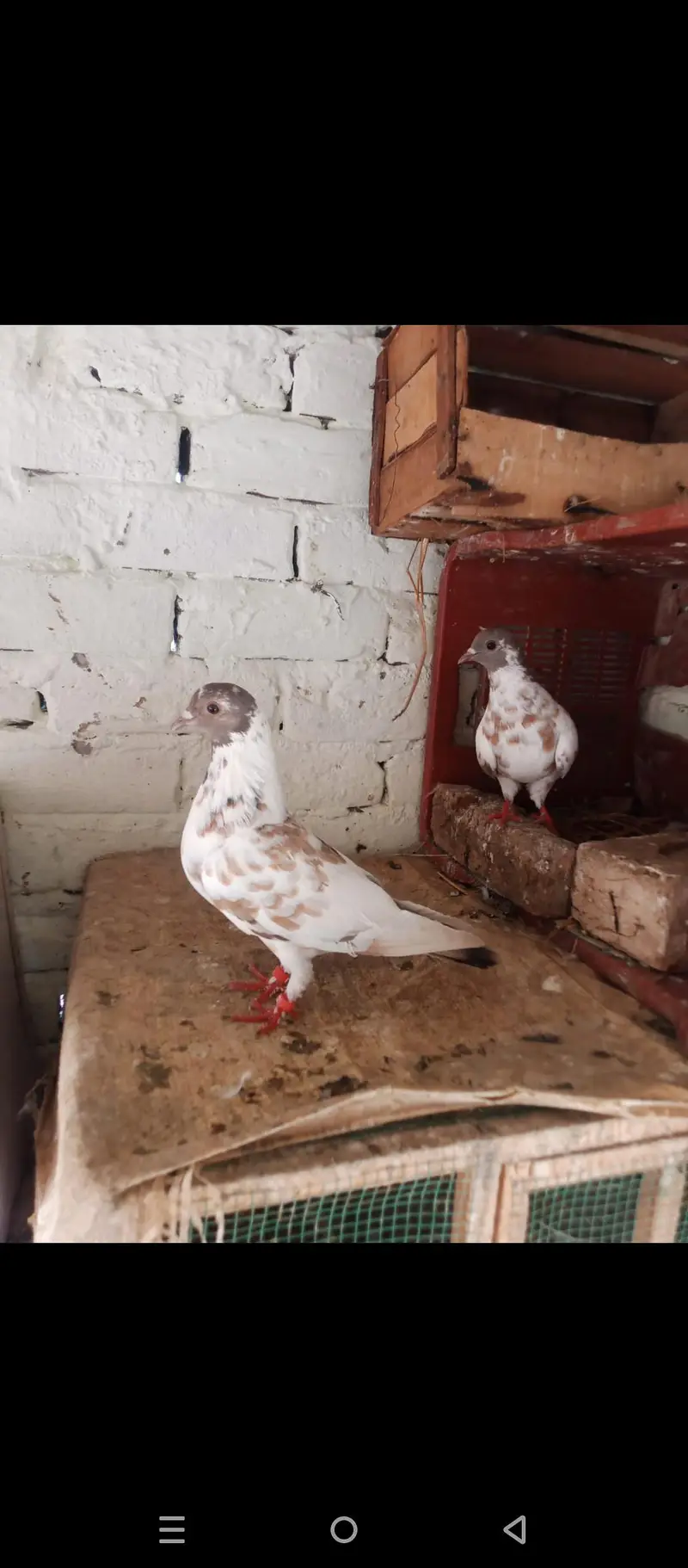 hambera peshori pair  guldar — photo 3