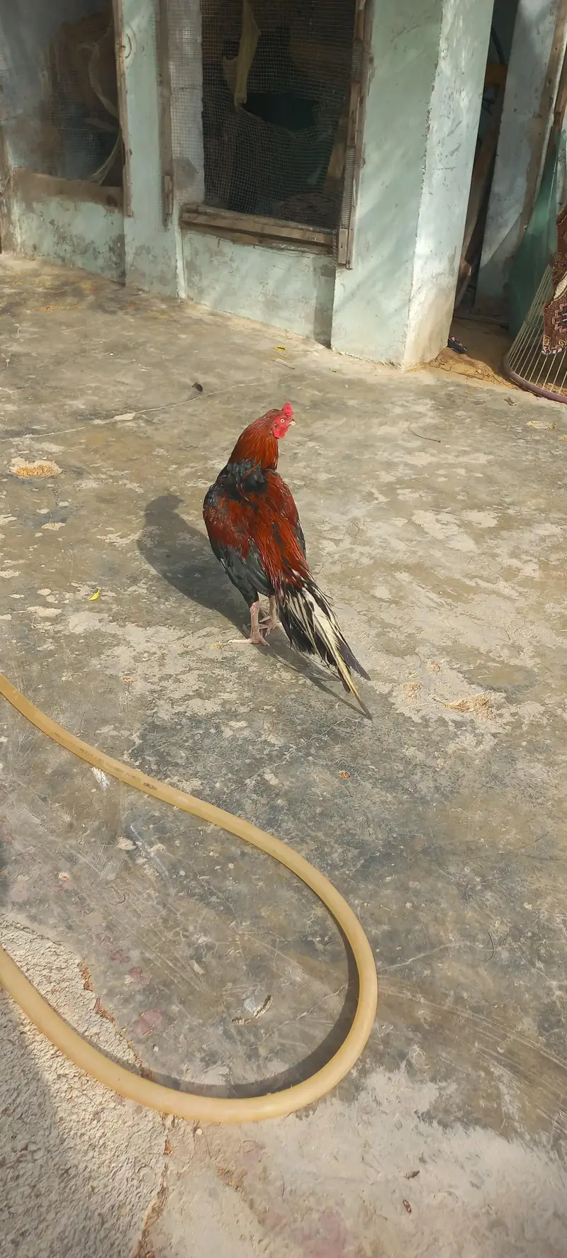 aseel mianwali — photo 2
