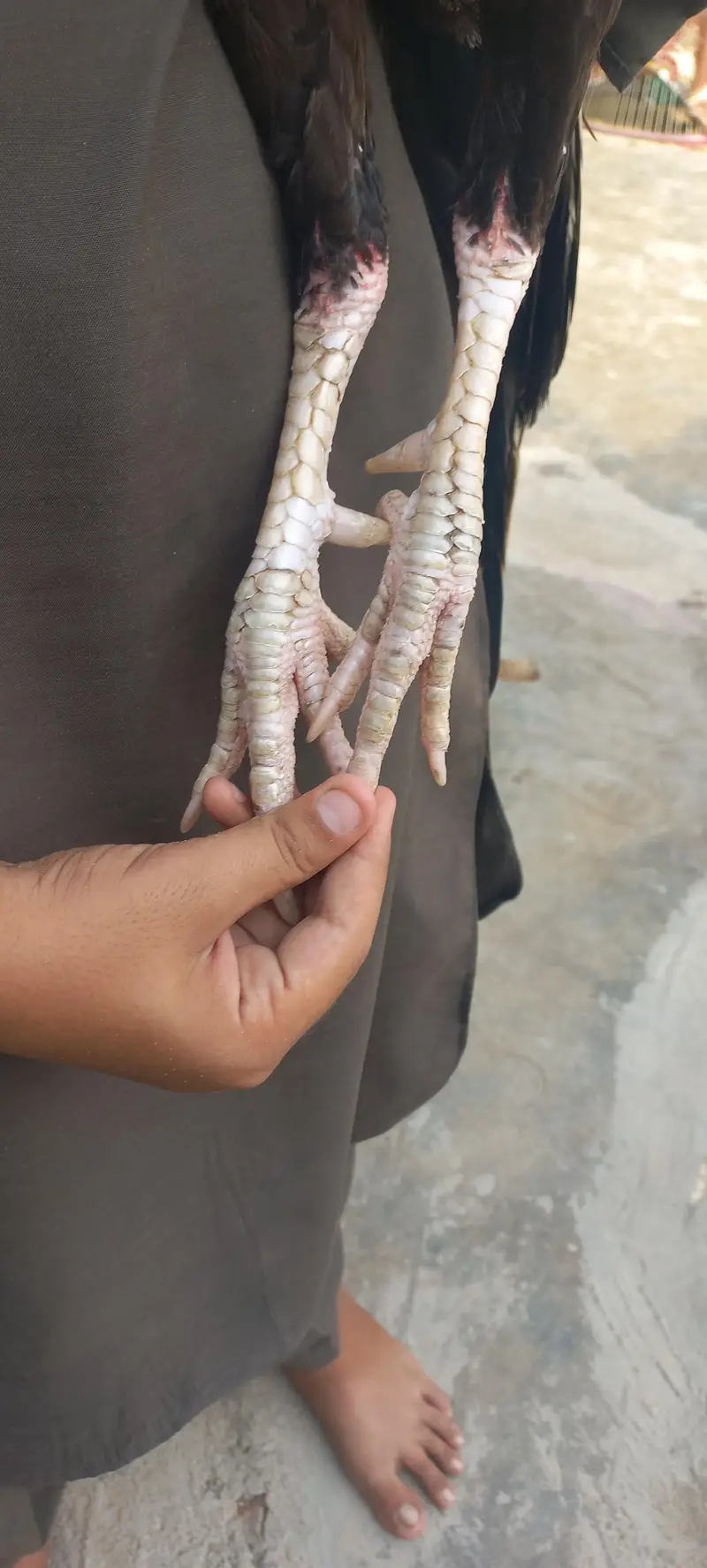 aseel mianwali — photo 3