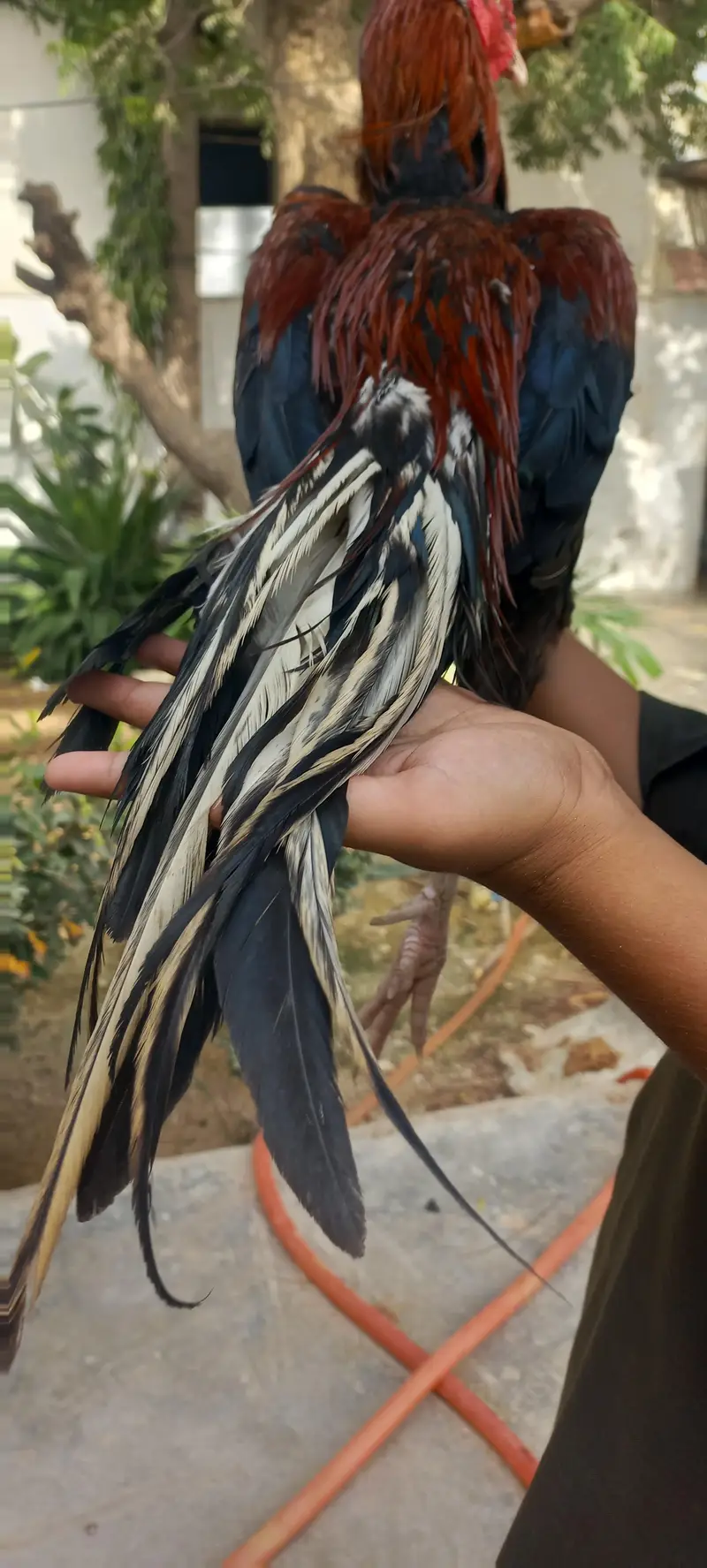 aseel mianwali — photo 7