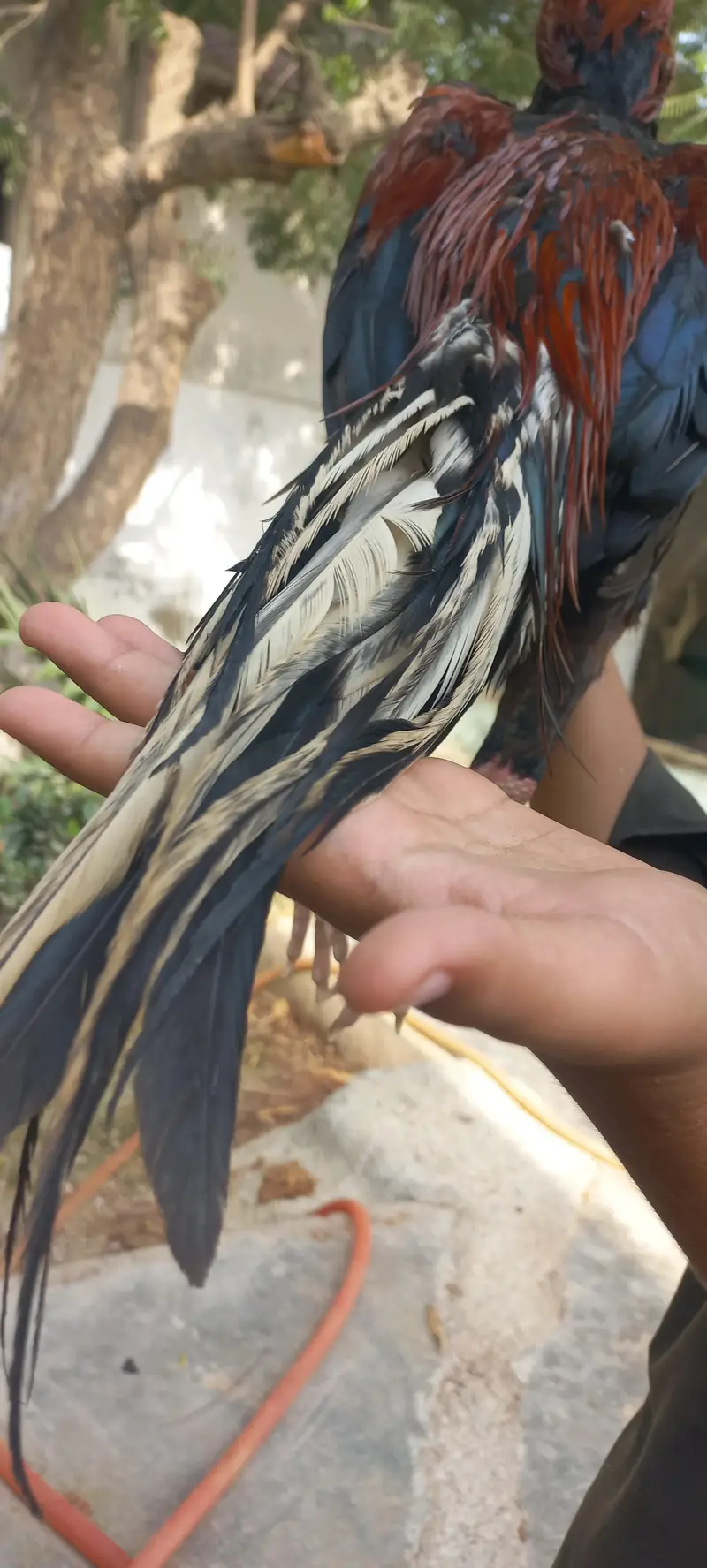 aseel mianwali — photo 8