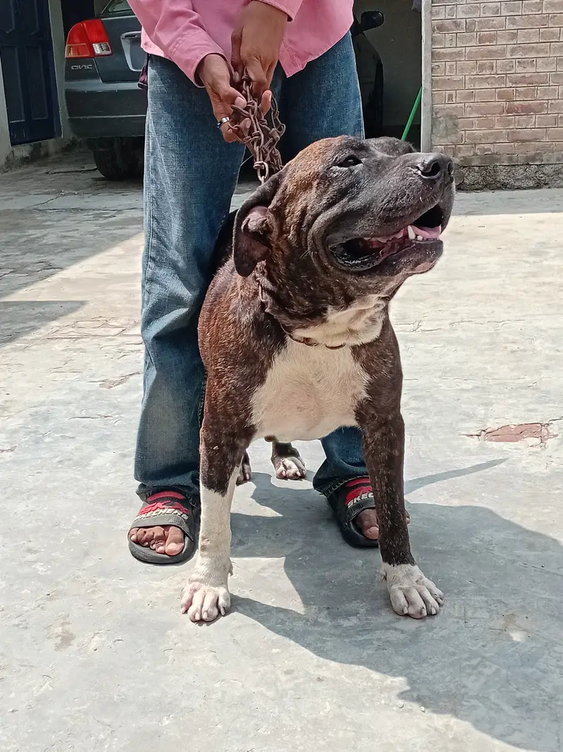 BENZY progeny of IVOR of Cerreburus — photo 2