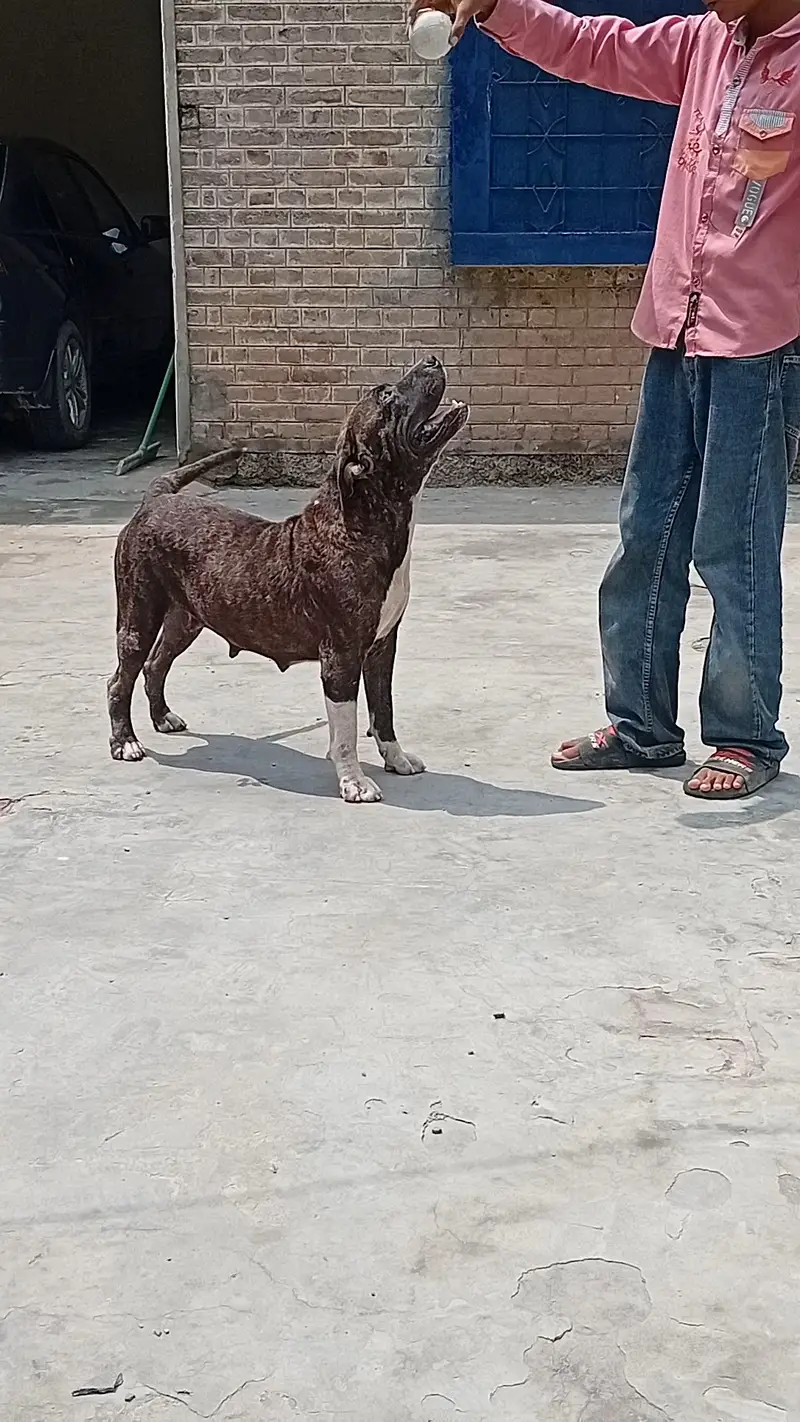 BENZY progeny of IVOR of Cerreburus — photo 4
