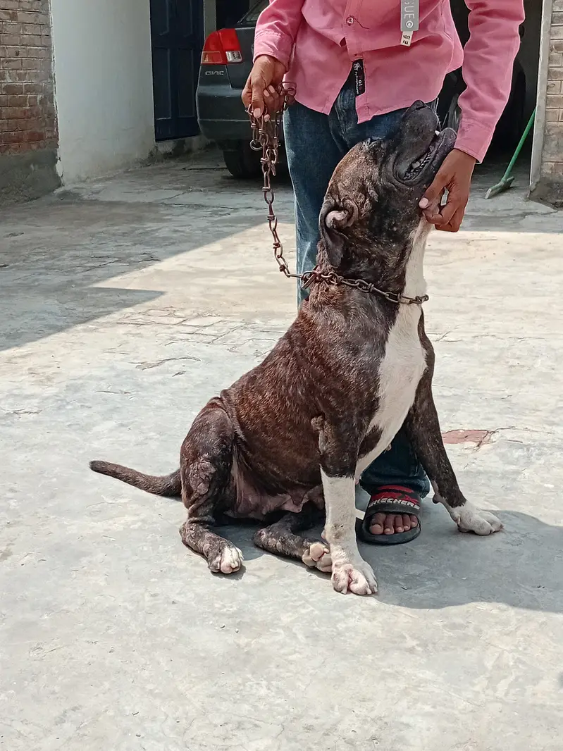 BENZY progeny of IVOR of Cerreburus — photo 6
