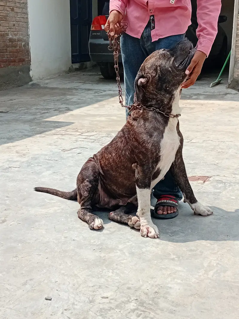 BENZY progeny of IVOR of Cerreburus — photo 7