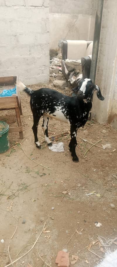 Bakra