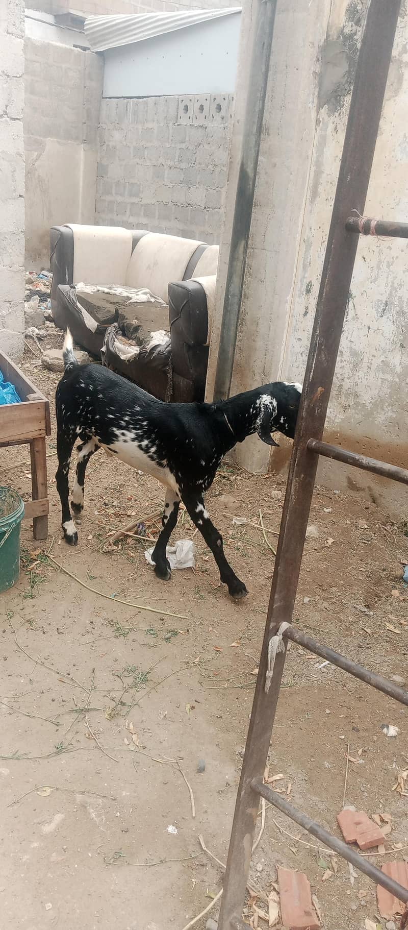 Bakra 1