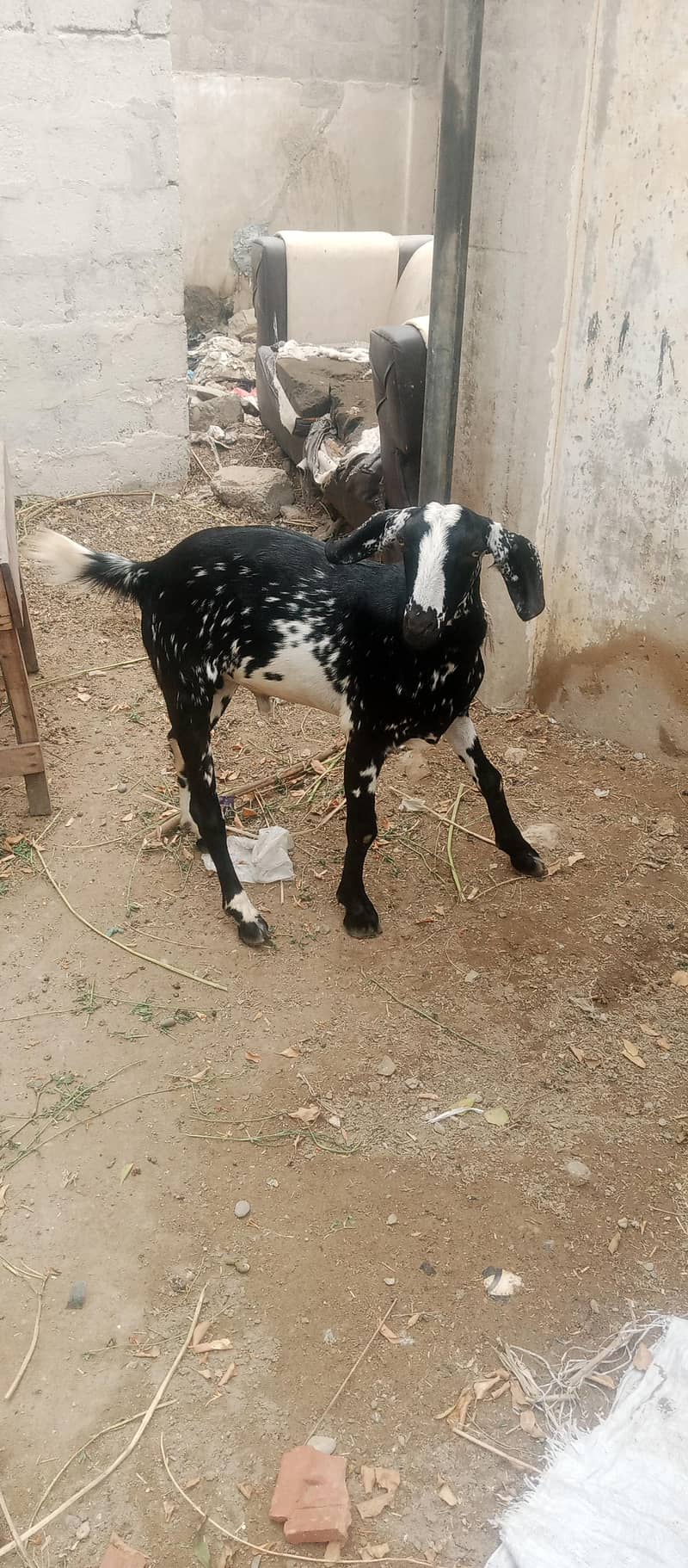 Bakra 2