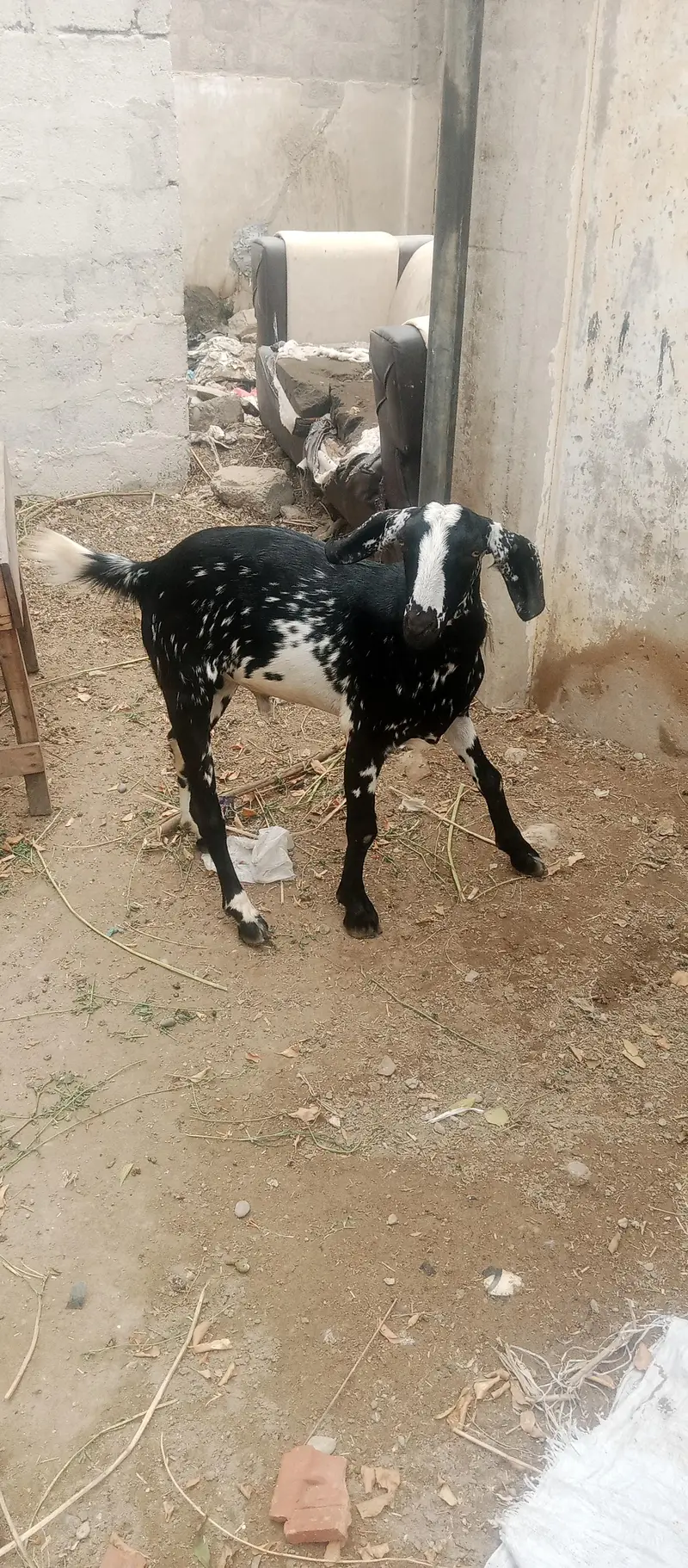 Bakra — photo 3