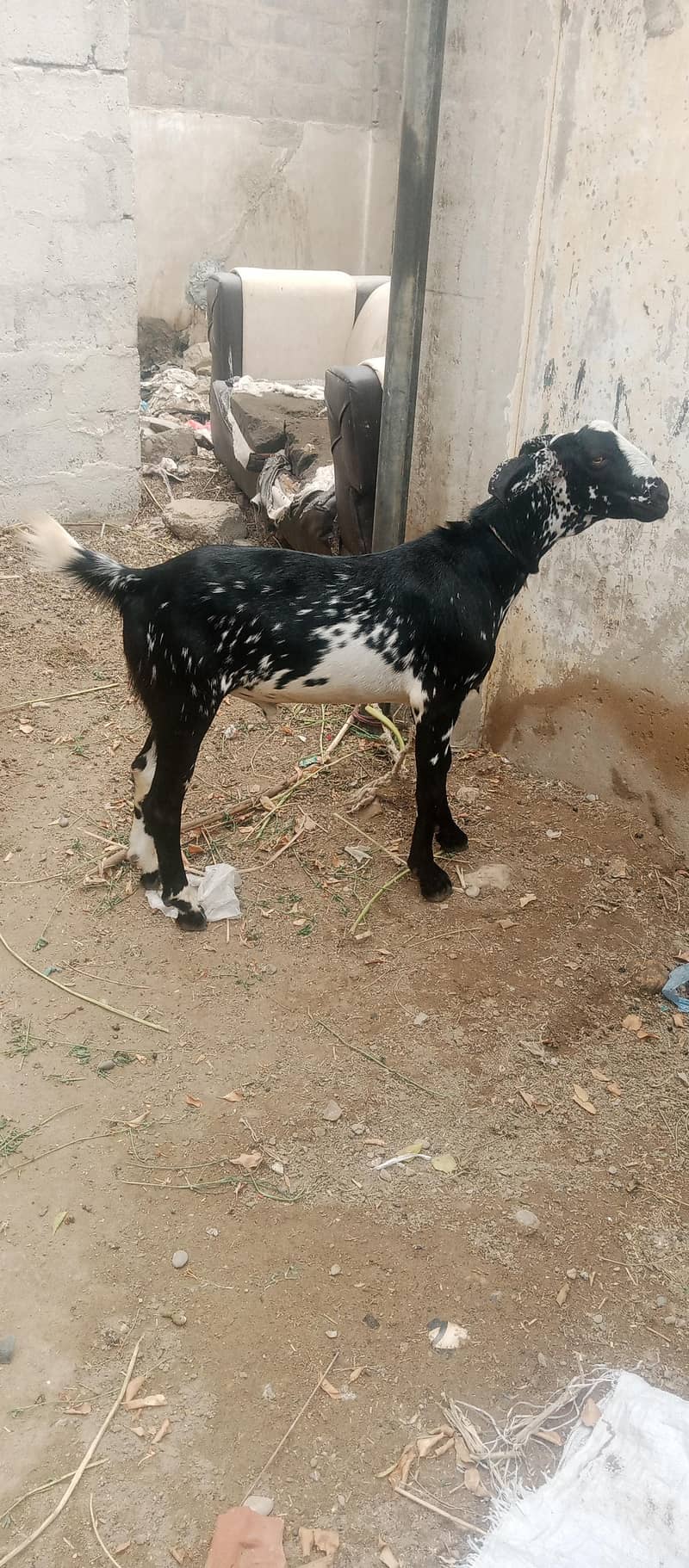 Bakra 3