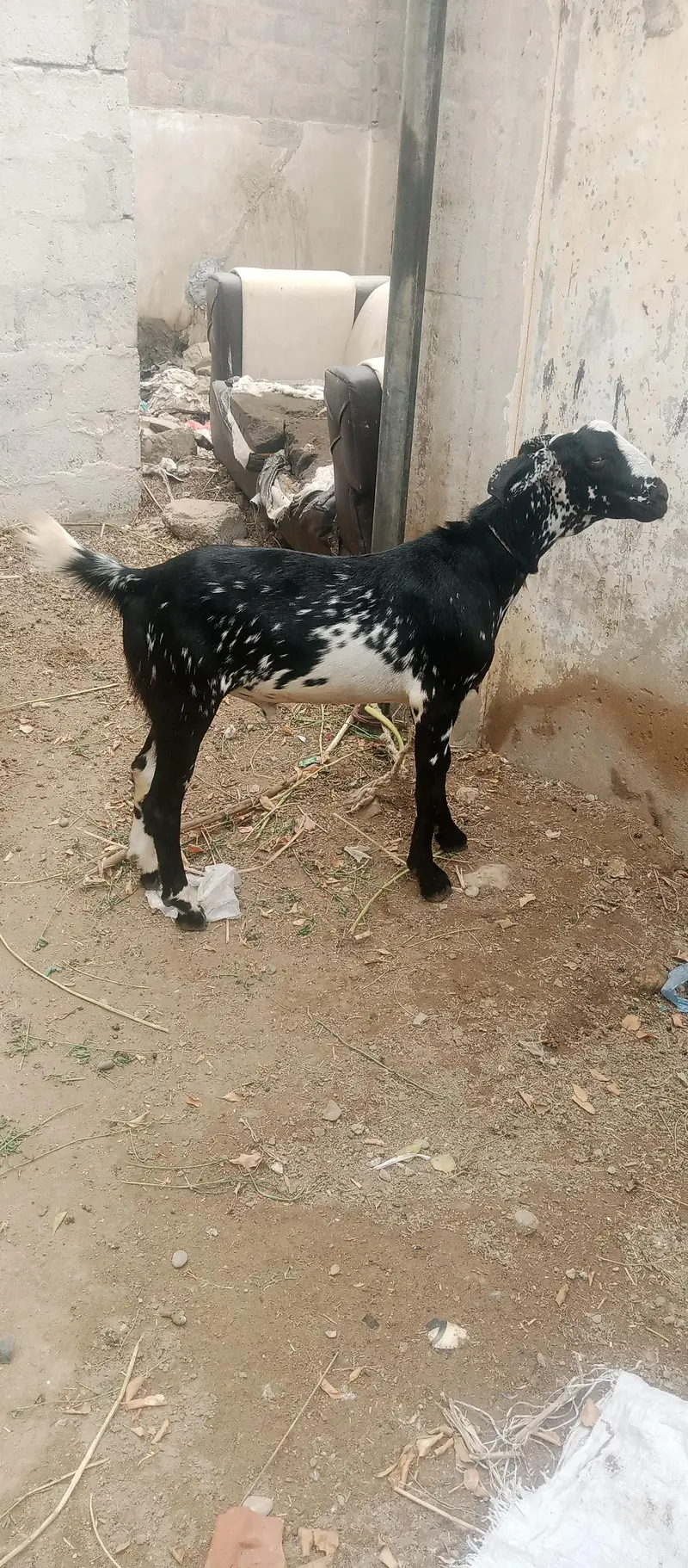Bakra — photo 4