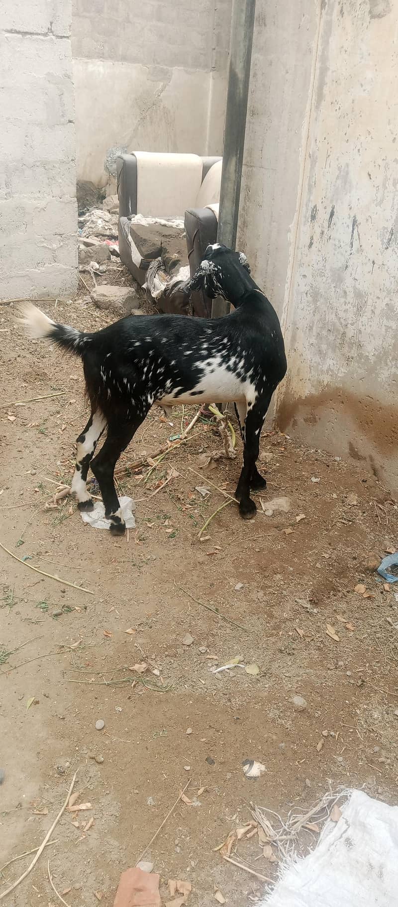 Bakra 4