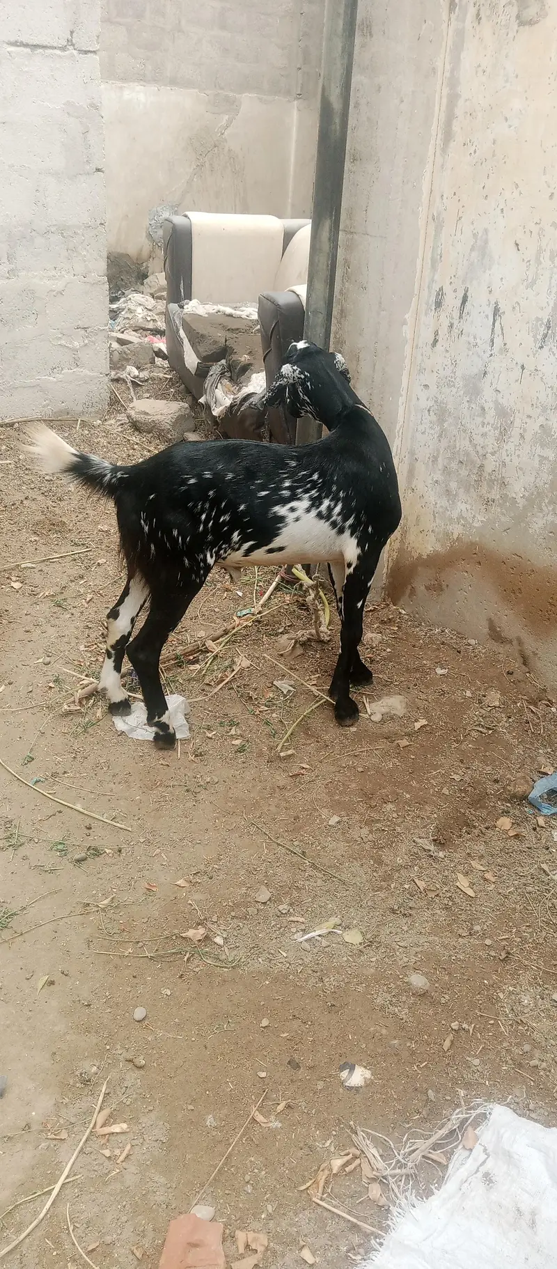 Bakra — photo 5