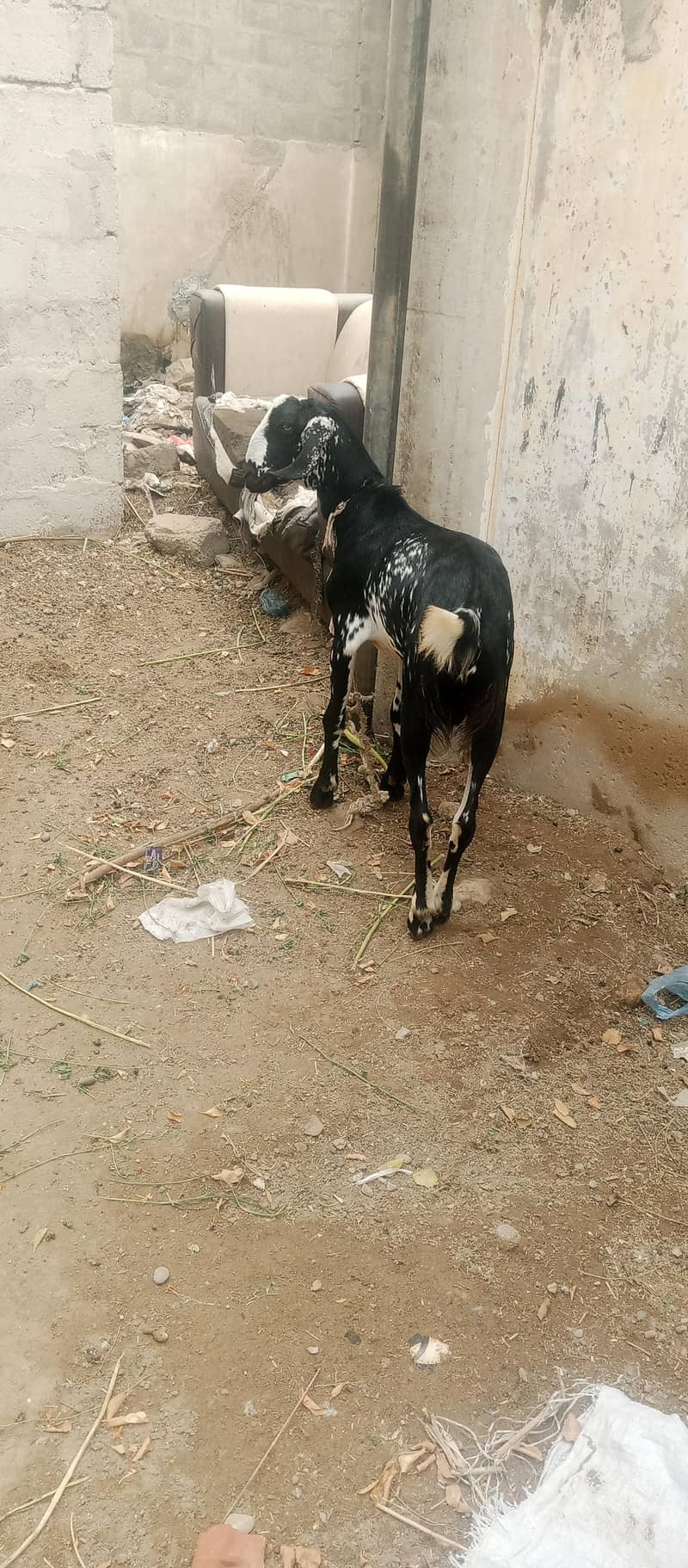 Bakra 5
