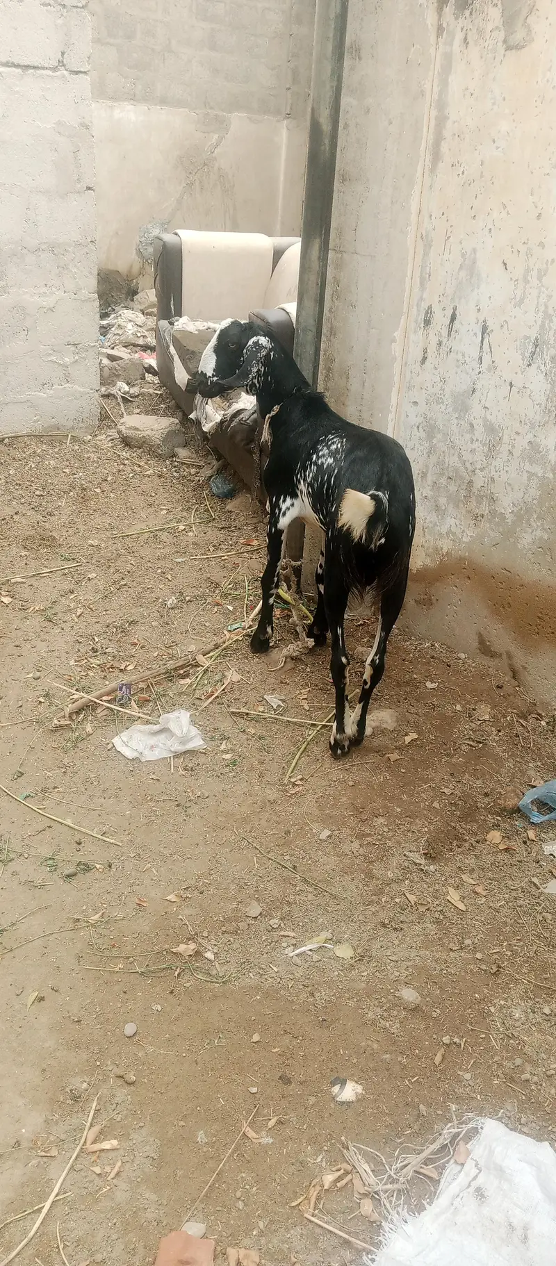 Bakra — photo 6