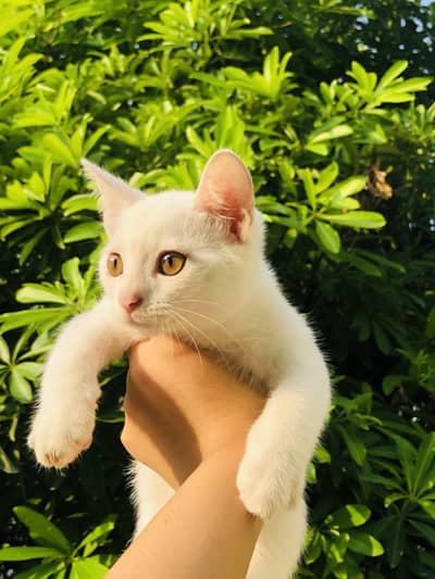 Male persian cat