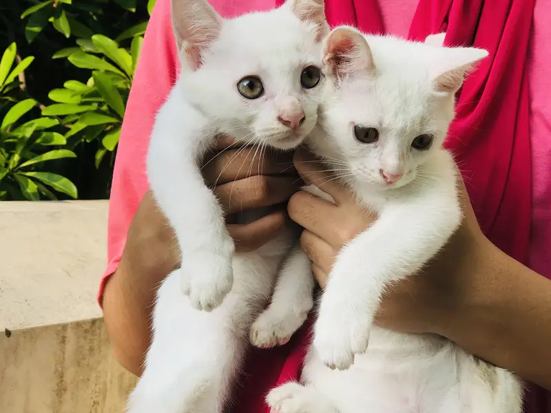2 Male persian cat ,single coat — photo 3