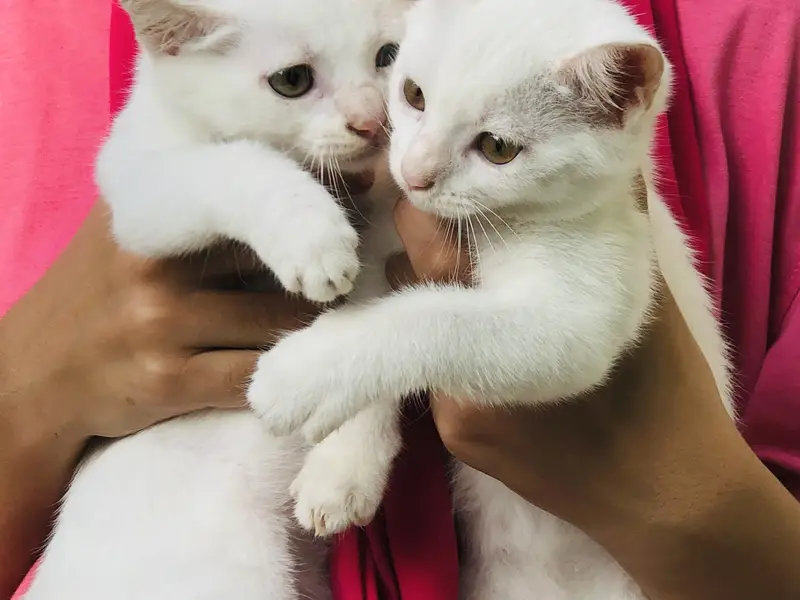 2 Male persian cat ,single coat — photo 4