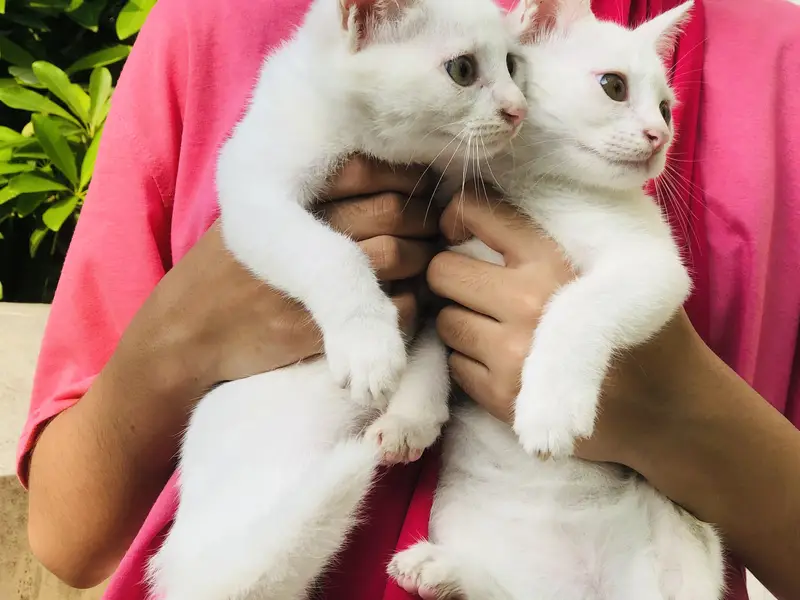 2 Male persian cat ,single coat — photo 6