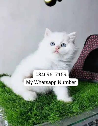 Persian kittens for sale