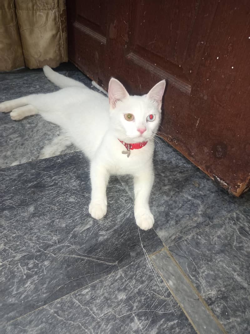 white cat 0