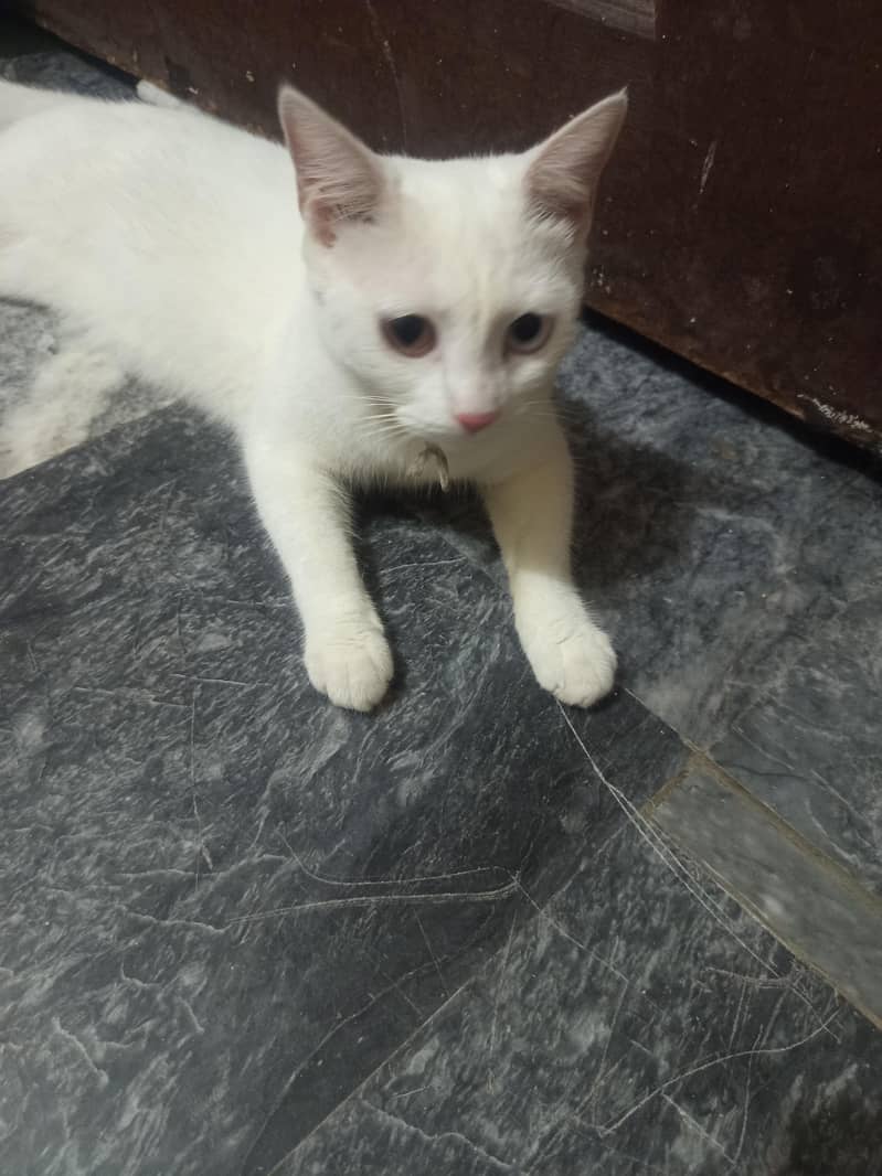 white cat 1