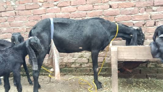 Black Beetal | White Rajanpuri | Gabban Bakri | Goat | Dodh wali bakri