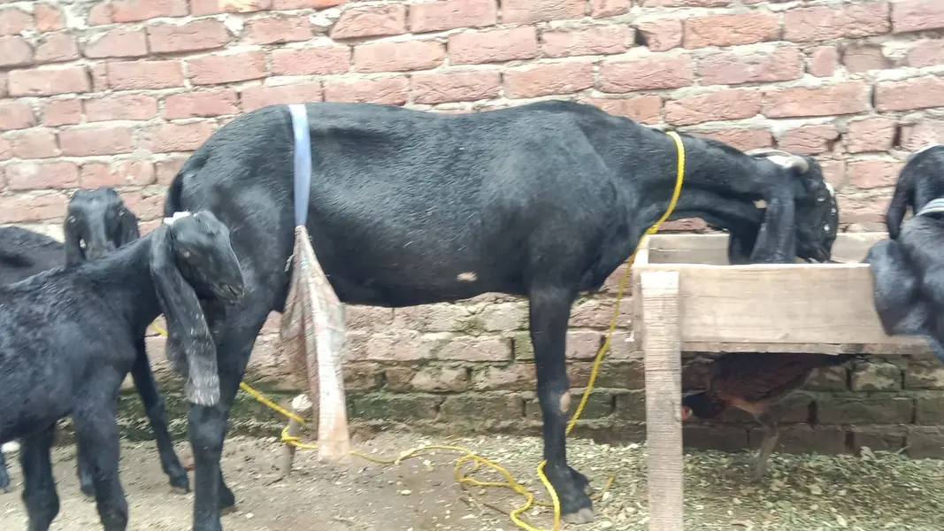 Black Beetal | White Rajanpuri | Gabban Bakri | Goat | Dodh wali bakri