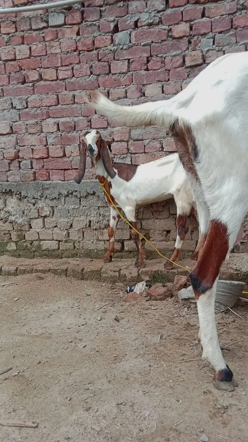 Black Beetal | White Rajanpuri | Gabban Bakri | Goat | Dodh wali bakri — photo 2