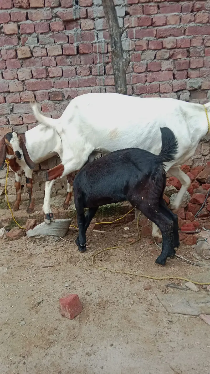 Black Beetal | White Rajanpuri | Gabban Bakri | Goat | Dodh wali bakri — photo 3