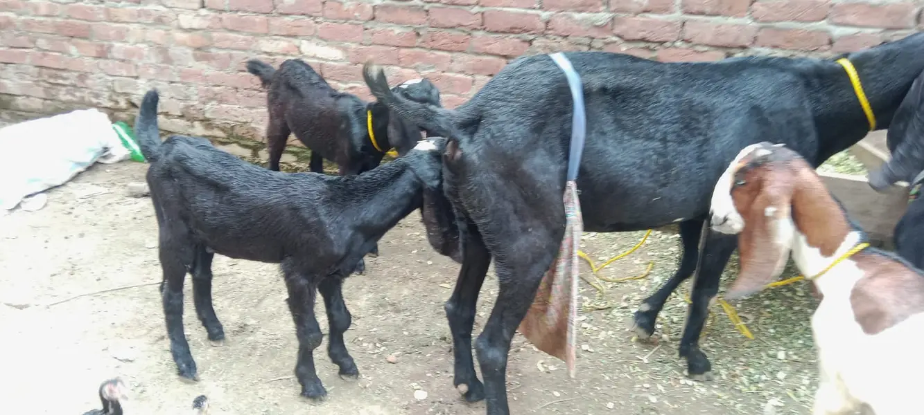 Black Beetal | White Rajanpuri | Gabban Bakri | Goat | Dodh wali bakri — photo 4