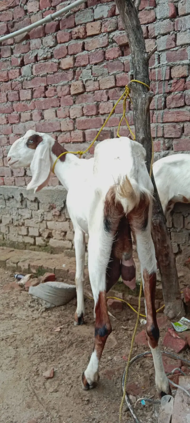 Black Beetal | White Rajanpuri | Gabban Bakri | Goat | Dodh wali bakri — photo 5