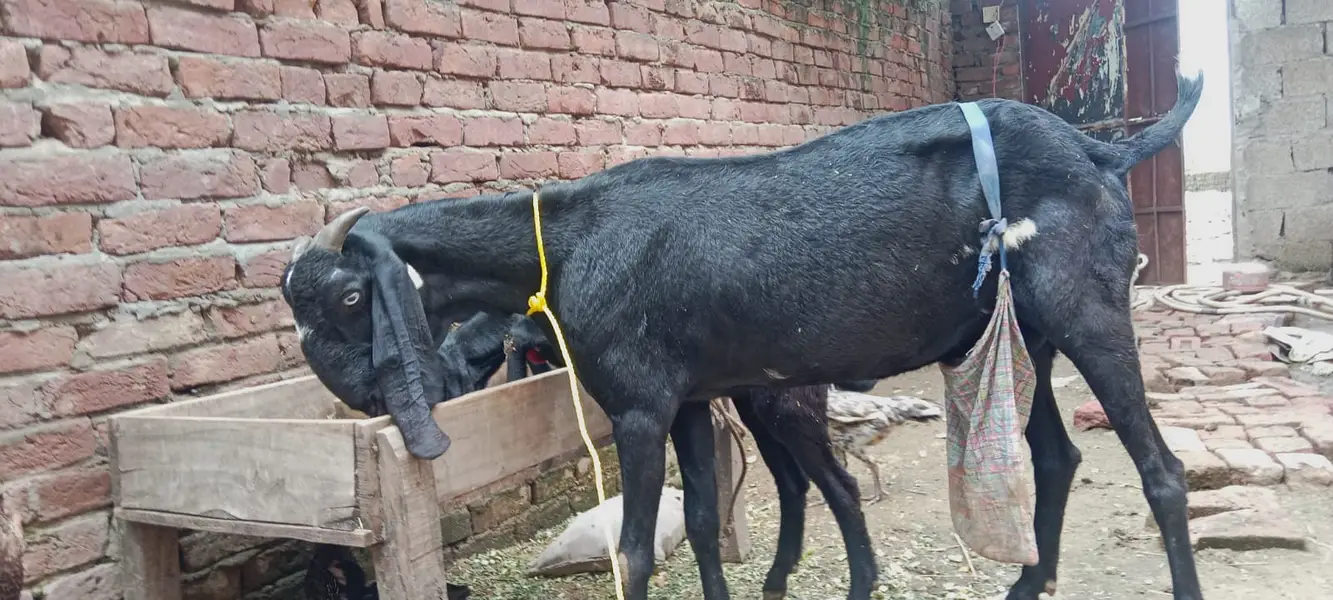 Black Beetal | White Rajanpuri | Gabban Bakri | Goat | Dodh wali bakri — photo 6