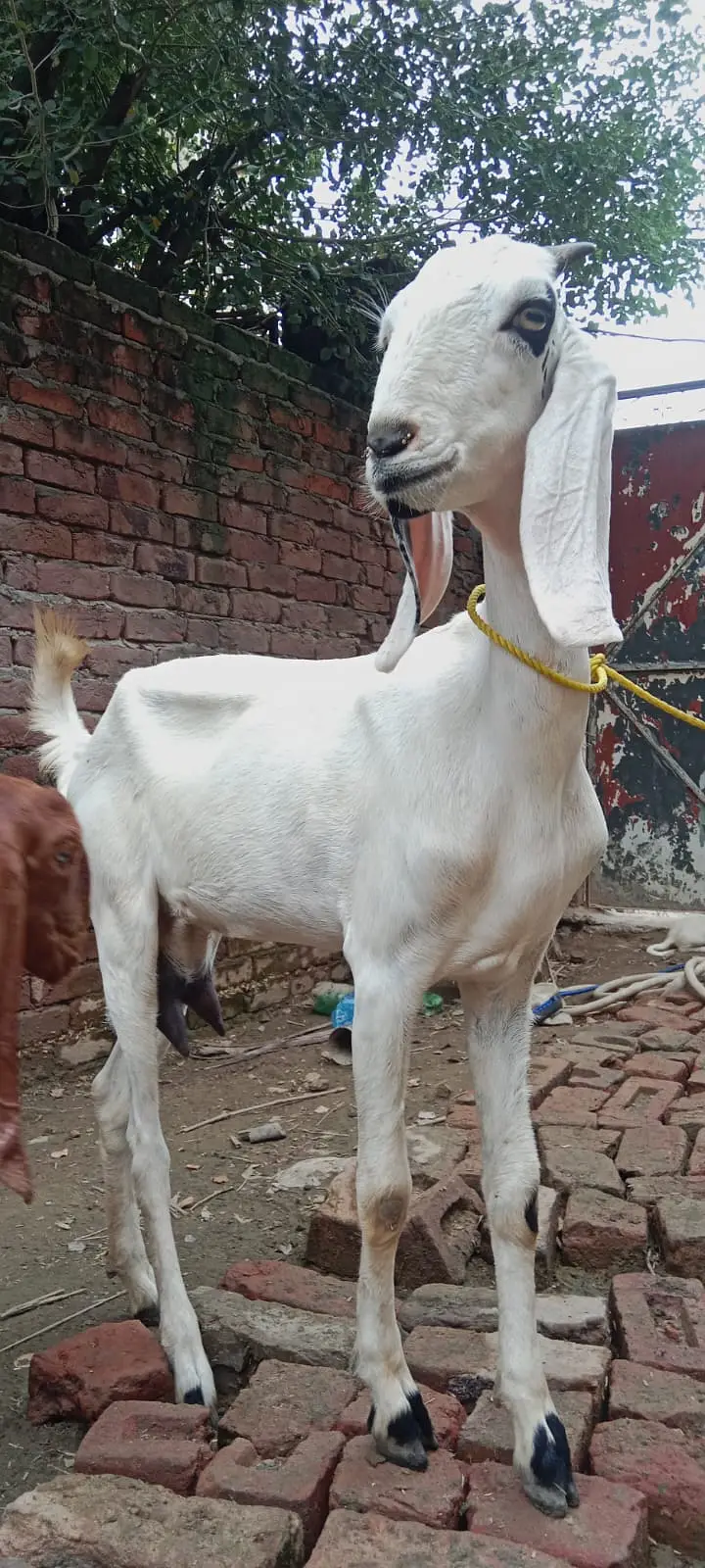 Black Beetal | White Rajanpuri | Gabban Bakri | Goat | Dodh wali bakri — photo 7