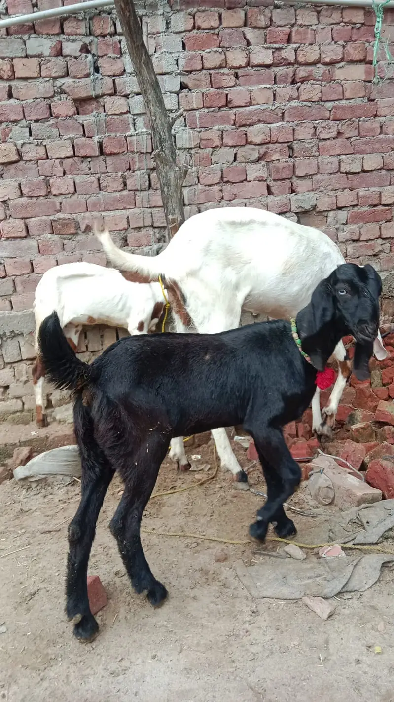 Black Beetal | White Rajanpuri | Gabban Bakri | Goat | Dodh wali bakri — photo 8