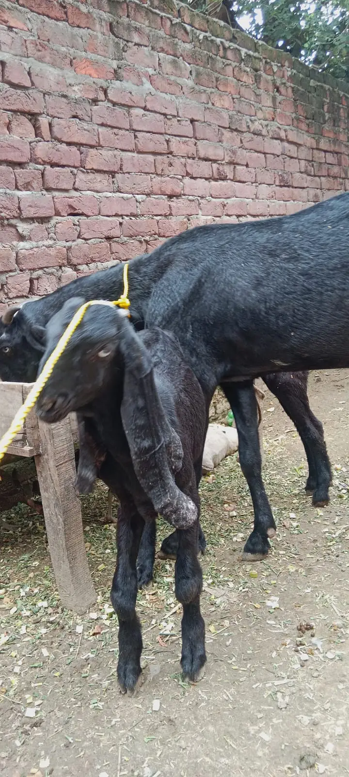 Black Beetal | White Rajanpuri | Gabban Bakri | Goat | Dodh wali bakri — photo 9